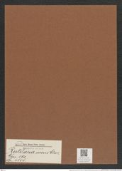 Rutilaria recens Cleve (de-Toni-Nr.: Genus 170, Species 4305) Zeichnungen Sammlung Grunow Mappe 04279 (Herbarium_W_Grunow_drawings_Folder_04279)